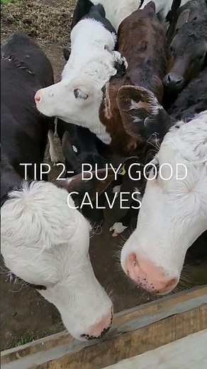 4 Calf Rearing Tips for beginners