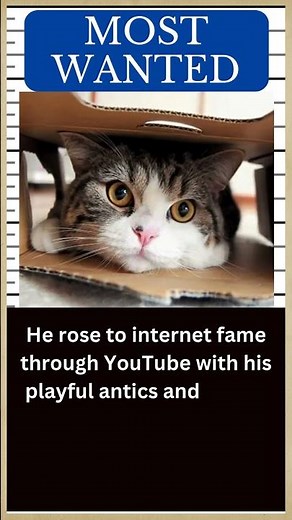 CAT Hall of Fame: Meet MARU, the Box-Loving Japanese Cat 😺