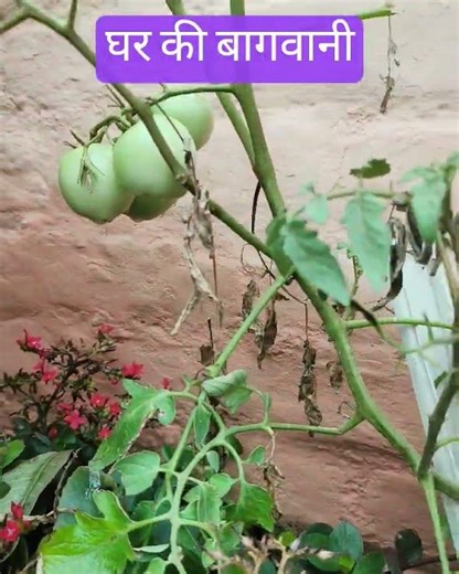 bagvani Mein tamatar ,#shorts,#short, 2+ million views #anilshortsmusic