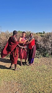 1.4M views · 12K reactions | Bride Price = 40 Cows  ➡️ Maasai Tribe "For the Maasai, love has a price and it's 40 cows. The bridge price is a sign of respect, value and unity." #dot #love #maasai #price #cows | Indiana José | Facebook