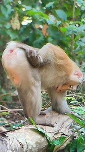 Emergency Situation! King PONGO Cannot Pee, Showing Clear Signs of Discomfort — A Big Problem That Shocks Everyone Watching This Heartbreaking Moment | Monkey Of Cambodia