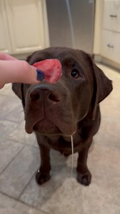 Drooling over a frozen strawberry🤤🍓 was delicious 😋 . . . . . #thelabmillie #labs #labs_of_insta #labsofinsta #labsofinstagram #talesofalab #labradorlove #dog #labrador #chocolatelab #dogsofinsta #dogsofinstagram #labradorretriever #DoggytheWorld #labsforlife #labradoroftheday #labofday #laboftheday #worldoflabs #talesofalab #chocolatelabsquad #labrador_class #chocolatelaboftheday #labradorlover229 #dogslife #dogsofinsta #dogsofinstagram | the.lab.millie