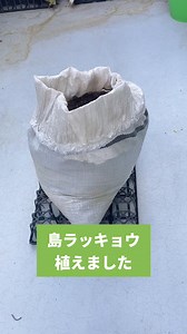 島ラッキョウの育て方と種取りのコツ