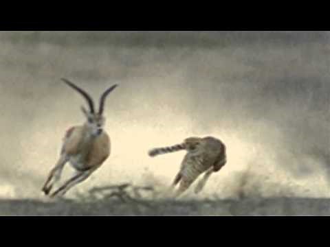 Aerosmith - Animal Crackers