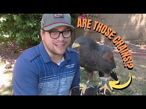 Basic Falconry Equipment We Use Every Day
