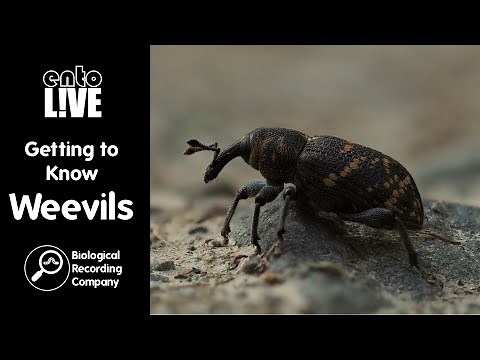 Getting to Know Weevils