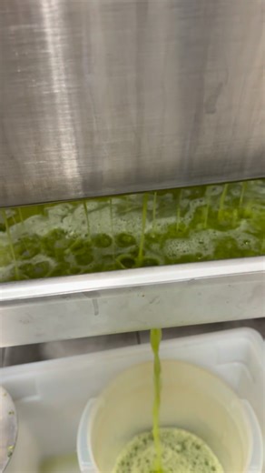 Fresh And Pressed Juice Troy Mi on Instagram: "Pressing in progress….. What makes pressing so special? No heat is involved, which means you get a live juice filled with benefits. This process keeps all the amazing nutrients, vitamins and enzymes intact to support an easy digestion. #Lessbloating We invest in high-quality machinery to deliver the best juice and in return, you invest in your health for a great wellness experience that continues to give back. 🌱 #Choosecoldpressed #unpasteurized #o