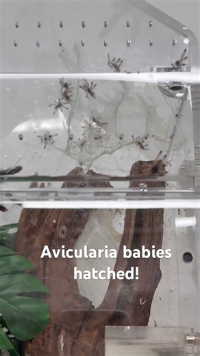 Pink-toe tarantula babies #tarantula #spider #bug