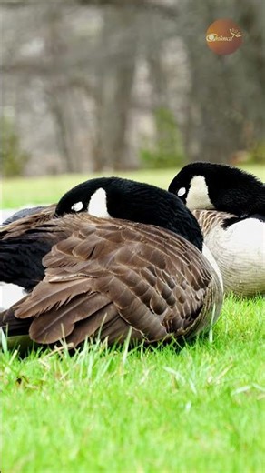 Peaceful Pair: The geese’s quiet time by the busy path