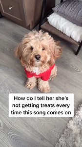 1.4M views · 42K reactions | Do I give her treats every time this song comes on 梁 #doggo #cutepuppy #pethumor #petlife | Luna Cackapoos | Facebook
