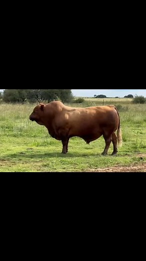 BOS 0126 , running with one group of sale cows. BOS BLANCO Female sale 23 April | Beefmaster SA