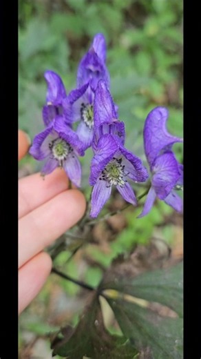 #각시투구꽃 #야생화 #산골정원 #언덕위의하얀집