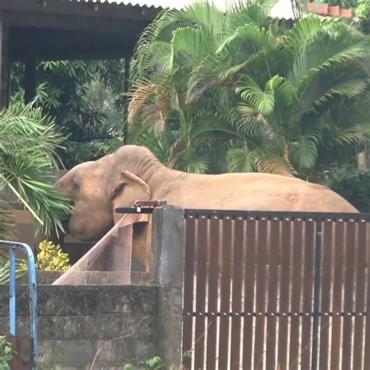 Large wild elephant walking on the main road #elephant