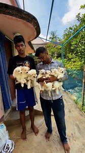 German Spitz Puppies 🐶 #dog #pets | Sandha dip