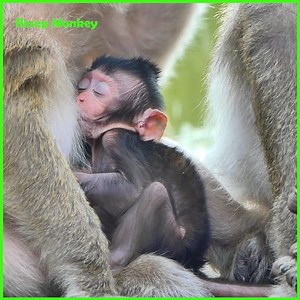 9.8K views · 402 reactions | So Poor baby monkey terribly crying so much hurt and angry cuz his mother try hurt him look badly!! | RESEP Monkey | Facebook