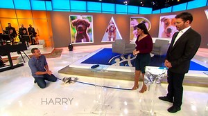 Got dog problems? Celebrity trainer Brandon McMillan from #LuckyDog ‏is here to help Harry's audience! #HarryTV | Harry Connick Jr
