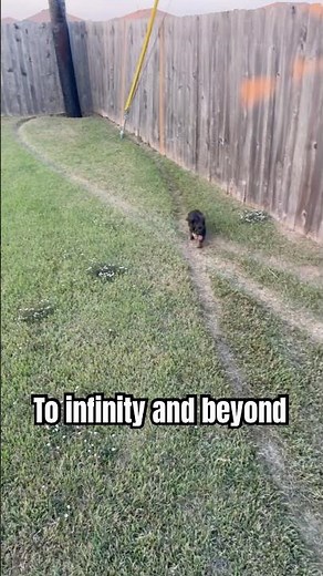 Pup ran an infinity symbol right into the ground ​⁠‪@BarstoolOutdoors‬