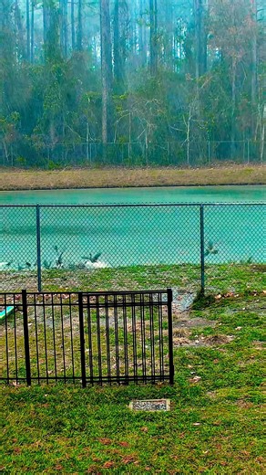 In The Rain Hawk Attacks Ducks At The Pond! #wildlife #duck #birds