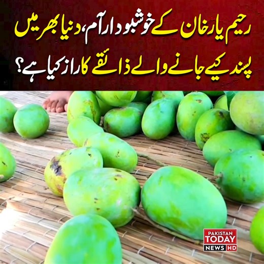 Rahim Yar Khan Mangoes: The Secret Behind Their World-Famous Taste | Pakistan Today News #RahimYarKhanMangoes #PakistaniMangoes 🇵🇰#MangoSeason #SweetAndFragrant #WorldFamousTaste #PakistanTodayNews | Pakistan Today News