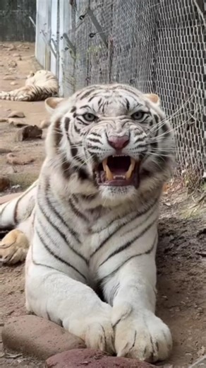 Check This Beautiful Aggressive Tiger Attitude 😳😝