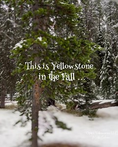 Yellowstone National Park Yellowstone in the Fall Yesterday after the serenade, when the wolves howled in the fog. I headed further south. The fog lifted and it was raining which turned into a winter mix and by the time I got to Craigs pass it was snowing pretty good. Let me mention that the new road that they have done is absolutely beautiful. Well done Yellowstone National Park. .. I drove the entire southern loop to Fishing Bridge and headed towards the east gate, which became a Fourseason dr