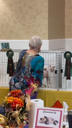 DEVON REX. KARMACATZ SPRING BLOSSOM. #devonrex #devonrexkittens #devonrexcat | New Vision Cat Club