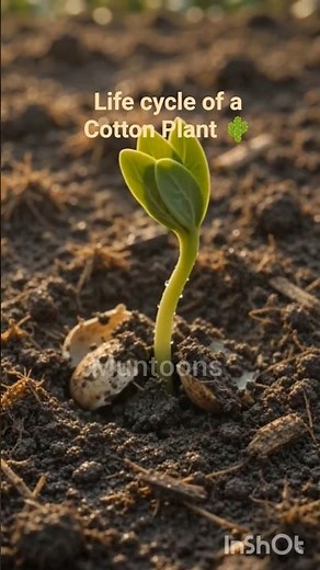 Life Cycle of a Cotton Plant | From Tiny Seed to Soft Cotton ☁️🌱#shorts #shortsfeed