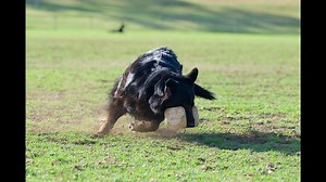 Competition Obedience Training We want you to get the best out of your dog! Let us help take your training to the next level! It takes a competitor to know and understand the demands of competition training. When all you have is yourself and your dog, no training aides and no tricks. Achieving success at this level is the real challenge. As competitive trainers ourselves, we understand how we can help you to reach the full potential of your handler-dog team’s competitive abilities in a trial/com
