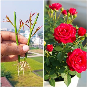 See how i grew rose plant at home | Flower tree growing tutorial | Dian Creative