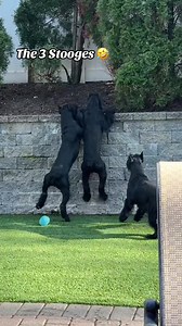 Funny Giant Schnauzer Dog Fails: The 3 Stooges Edition