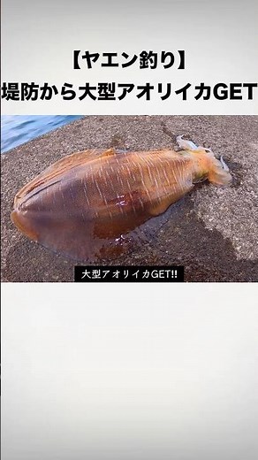 【ヤエン釣り】夕まずめの堤防でデカアオリGET‼️ #釣り #アオリイカ #ヤエン #ヤエン釣り #fishing #shorts