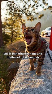 5.6M views · 225K reactions | Cat chirps mimic birds, luring prey closer #rajaanddavid | Raja and David | Facebook