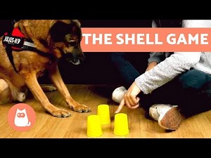 NOSE WORK Dog Training Games 🐶 The Shell Game