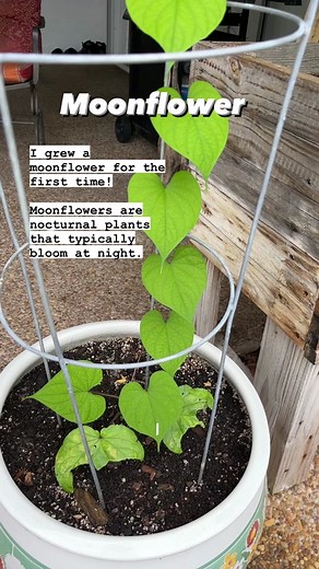 mary_ketchup on TikTok