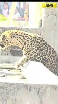 Leopard Strays Into Pardi Locality, Injures 7 | Rescue Operation On #shorts