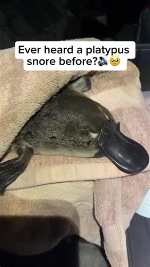 767K views · 2.3K reactions | The platypus is a truly unique,...