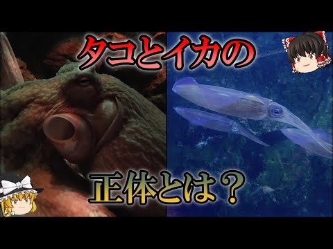 【ゆっくり解説】エイリアン？「イカ」と「タコ」の正体は？謎多き生物