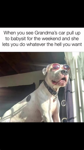 26K views · 921 reactions | Tag Gramma 殺 Nancy K. Stevens Sandy Scott #grandma #grandmas #doggrandmas #dogreels #familyReels #dogpeople #funnyreels #funnydogs #dogsoffacebook #reels #dadlife #dogmama #cutedogs #pitmix #pitbulllove #grandparents #doglovers #dogpeople #dogperson #dogsarefamily | A Tale of 2 Pitties | Facebook