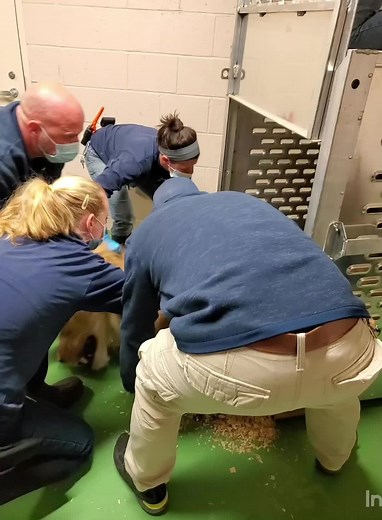 Our new male lion, Haji, was in the box. Because the crate did not fit into the stall, Haji had to be anesthetized and moved into the stall by carrying him. Look at all of that muscle 🤪 Haji came to us from @auduboninstitute in New Oreleans, as a companion for Mekita, the Zoo’s lioness. Haji had an extensive pre-shipment examination performed prior to his arrival at the North Carolina Zoo, so we are using a modified quarantine approach and allowing him to quarantine at the lion building. They w
