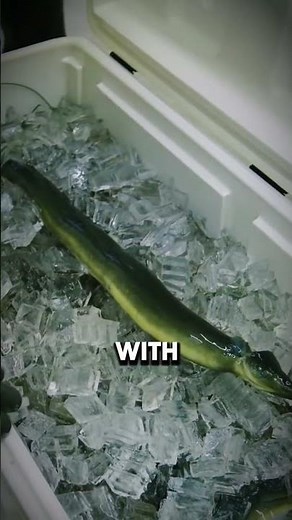 Why Japanese Eel Is More Expensive 🤯