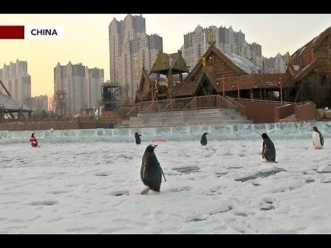 Penguins slide on ice at China's Harbin Festival