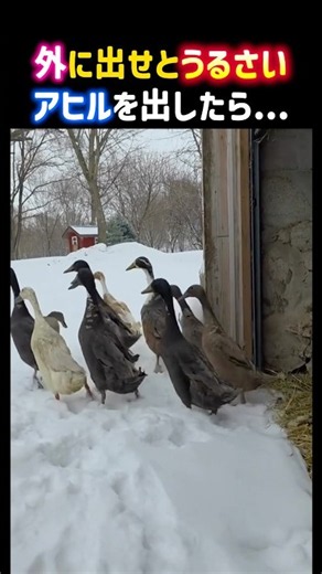 When I let out the duck that kept quacking, “Let me out!”...