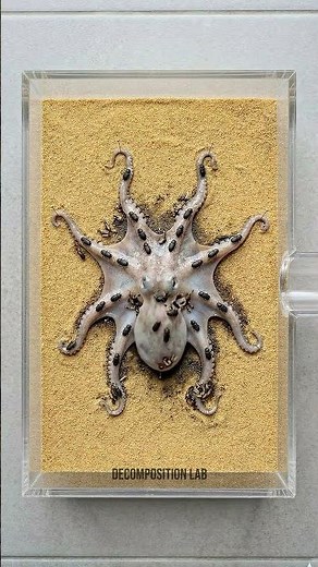 What Happens When an Octopus Decomposes?
