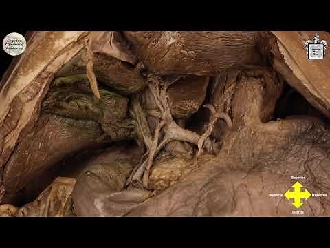 E3.1 | Mostración cadavérica: Abdomen | EDSCA | Anatomía 2 | FMed UBA