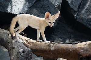 Where can I see the Fennec Fox in the wild
