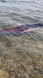 28M views · 181K reactions | Red mermaid swims out towards deeper water 隆‍♀️ This video was filmed in Lake Michigan and features my Mermaid Krimzon character. Just a friendly reminder that I am a professional mermaid performer in a costume. My videos are not AI and my mermaid tails are not CGI. ✨️ #themagiccrafter #mermaid #mermaidkrimzon #professionalmermaid #redmermaid | The Magic Crafter | Facebook