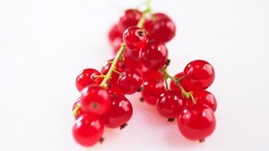 Redcurrant - Alchetron, The Free Social Encyclopedia