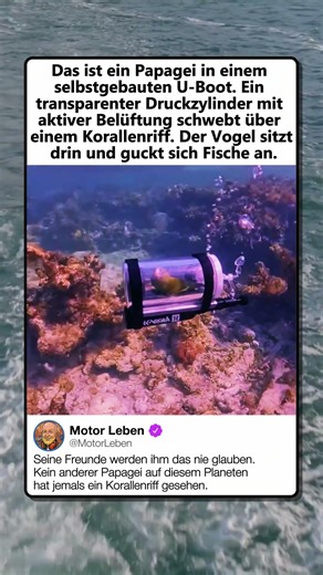 PAPAGEI TAUCHT IM EIGENEN U-BOOT