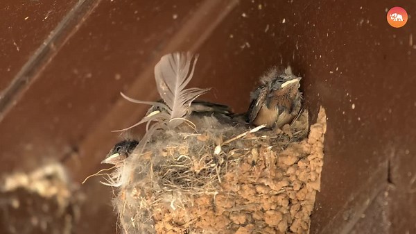 What Animals Can Teach Us About Parenting?