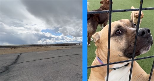 Local dog daycare looks for a new home as City moves forward with plans for Simplot hangar at Boise Airport